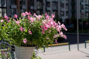 A bush of pink petunias in a pot on the balcony sways in the wind. Pink petunia flower. Grow in the garden. Blooming in summer photo