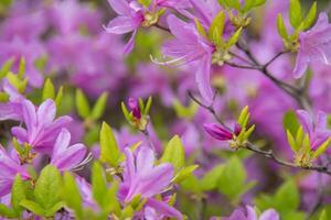 púrpura azalea flores rododendro Diamante himmelblau. brotes en un arbusto. foto