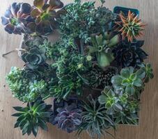 A set of different succulents Haworthia and Aloe, Crassula and Sedum, Echeveria, Crassula and Kalanchoe. Grow a home flower. Floriculture. Cactus home green succulent. Flowers background. photo