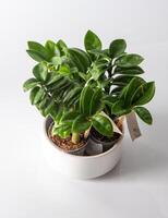 Mini Zamioculcas. Green house flower in a pot. Grow flowers in the garden. Floriculture. Green leaves. Flora background. photo