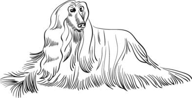 sketch dog Afghan hound breed lying vector