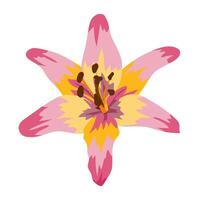 Abstract lilly flower head in flat design. Blossom with pink and orange petals. illustration isolated. vector