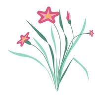 Abstract pink narcissus with grass in flat design. Blooming flowers with leaves. illustration isolated. vector