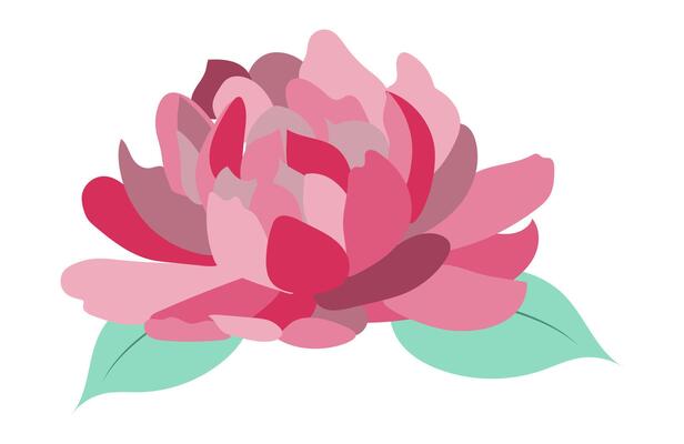 Peony head in flat design. Pink blooming rose flower with green leaves. illustration isolated.