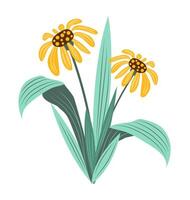 Abstract orange echinacea with leaves in flat design. Blooming coneflowers. illustration isolated. vector