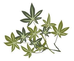 Green medical cannabis leaves in flat design. Herbal foliage on branches. illustration isolated. vector