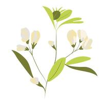 Abstract white pea flowers on twig in flat design. Blooming summer plant. illustration isolated. vector