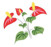Anthurium flowers with leaves in flat design. Tropical blossoms with foliage. illustration isolated. vector