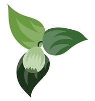 Green fig on branch with big leaves in flat design. Fruit on green twig. illustration isolated. vector