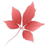 Red wild grape leaf with twig in flat design. Fall herbarium foliage. illustration isolated. vector