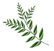 Abstract acacia leaves in flat design. Green seasonal forest foliage. illustration isolated. vector