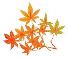 Autumn orange leaves on twig in flat design. Fall maple foliage branch. illustration isolated. vector