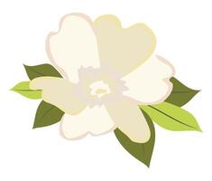 Abstract white peony head in flat design. Wedding blossom with leaves. illustration isolated. vector