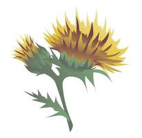 Safflower flower on stem in flat design. Yellow medical wildflower. illustration isolated. vector