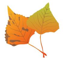 Orange poplar leaves with veins in flat design. Autumn decorative foliage. illustration isolated. vector