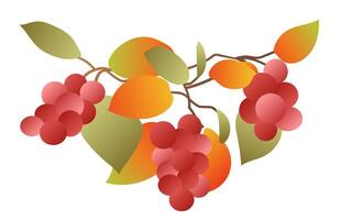 Autumn red berries with leaves in flat design. Fall rowan or grape branch. illustration isolated. vector