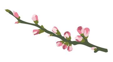 Pink cherry buds on tree branch in flat design. Beautiful springtime bloom. illustration isolated. vector