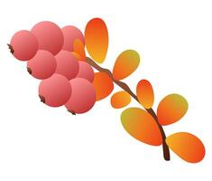 Red berries twig with autumn leaves in flat design. Fall rowan branch. illustration isolated. vector