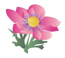 Pink tree peony flower head in flat design. Springtime blossom bouquet. illustration isolated. vector