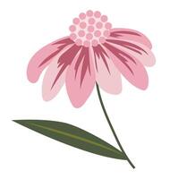Abstract pink daisy in flat design. Echinacea blossom twig with leaf. illustration isolated. vector