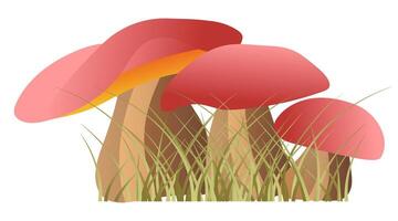 Forest mushrooms in grass in flat design. Fungus with red caps in grass. illustration isolated. vector