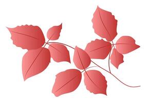 Autumn red leaves on twig in flat design. Elegance fall wild grape branch. illustration isolated. vector