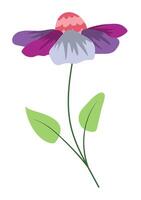 Purple echinacea flower on stem in flat design. Daisy with green leaves. illustration isolated. vector