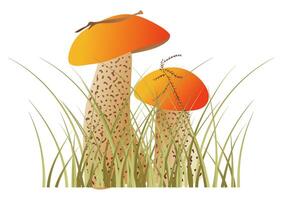 Mushrooms in grass in flat design. Boletus with orange cap in grass. illustration isolated. vector