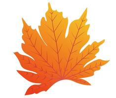 Autumn orange leaf with veins in flat design. Decorative bright foliage. illustration isolated. vector