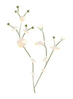 Abstract gentle flowers on twig in flat design. Softness blossom bouquet. illustration isolated. vector