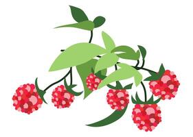 Raspberry branch with leaves in flat design. Sweet red berries on twig. illustration isolated. vector