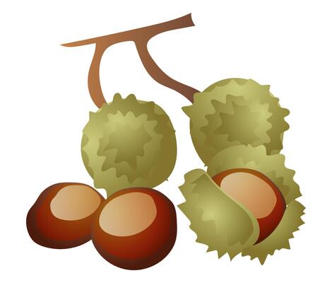 Chestnuts with shells and branch in flat design. Seasonal brown tree nut. illustration isolated.