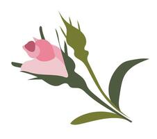 Pink rose buds on branch in flat design. Beautiful romantic bouquet. illustration isolated. vector