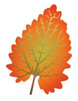 Orange leaf with veins in flat design. Decorative textured foliage on twig. illustration isolated. vector