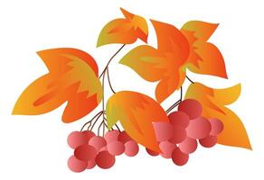 Red viburnum twigs with autumn leaves in flat design. Fall berry branch. illustration isolated. vector