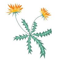 Abstract orange flowers with thorn leaves in flat design. Herbal wildflowers. illustration isolated. vector