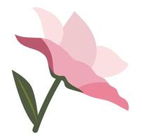 Abstract pink petals lilly in flat design. Blooming flower with leaves. illustration isolated. vector