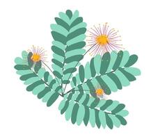 Abstract mimosa with leaves in flat design. Seasonal blooming flower. illustration isolated. vector