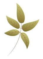 Plant branch with green leaves with veins in flat design. Decorative foliage. illustration isolated. vector