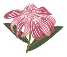 Abstract pink daisy in flat design. Echinacea twig with green leaves. illustration isolated. vector