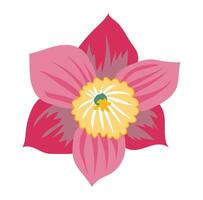 Abstract narcissus head in flat design. Pink blooming daffodil flower. illustration isolated. vector
