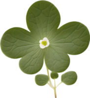 hepatica americana blad icoon. ai-gegenereerd. png