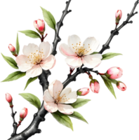 Cherry blossom branch with several soft, detailed flowers. AI-Generated. png