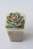 echeveria lola planta suculento. pequeño verde flor en blanco antecedentes. foto