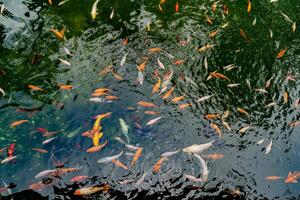 Pond with carps top view. Many colorful fish of different sizes swim in the lake. School of fish in the pond. Fancy carp photo