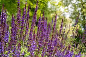 Sage oak flower close-up. Summer floral background. Medicinal plant in a flower bed. Gardening photo