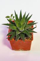 Haworthia Fasciata - Zebra Plant succulent in pot. Green little flower on white background. photo