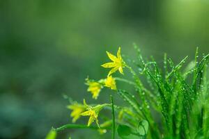 bosque salvaje flor gagea mínimos o amarillo estrella. Rocío en verde césped foto