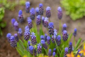 Muscari - purple flowers in a flower bed in the garden. Blue buds close up. Spring and summer flower. photo