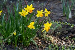 Yellow daffodil flowers in a spring flower bed in the garden. photo